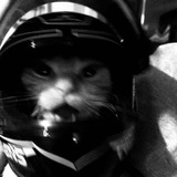 Telegram profile photo for meowsubi