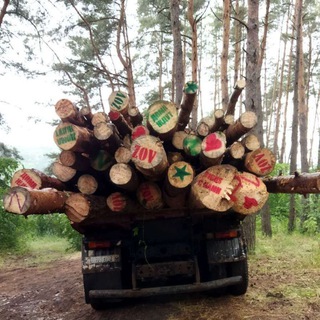 Telegram profile photo for 🌲Помощь по заготовке бревен для солдат