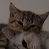 Telegram profile photo for Я хочу