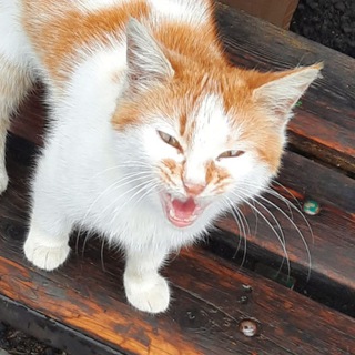 Telegram profile photo for bels?