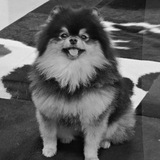 Telegram profile photo for archive.