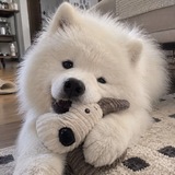 Telegram profile photo for Какое я животное confession