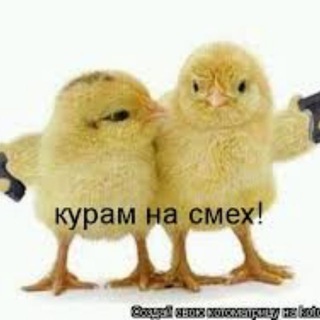 Telegram profile photo for Курам на смех