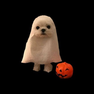 Telegram profile photo for $BOO CTO Portal