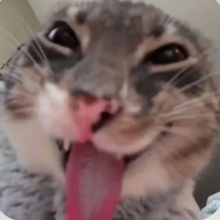 Telegram profile photo for Бусик