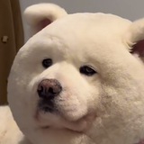 Telegram profile photo for 微信时时检测 钉钉开通 ios时时检测 地址检测 年纪检测 性别检测 四要素检测
