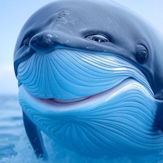 Telegram profile photo for SINA CHENG 基於鯨魚🐋