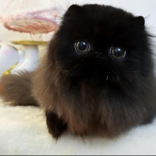 Telegram profile photo for эпик щп оффисиал (не холостой)