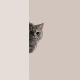 Telegram profile photo for حِܝܩߊࡍ߭ •