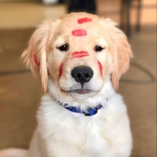 Telegram profile photo for $Romeo Portal