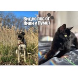 Telegram profile photo for Видео/авы пвс Пумы и Ники🐾