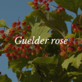 Telegram profile photo for Guelder ✿ غيلدر