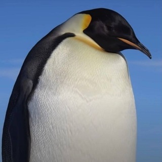 Telegram profile photo for Записки крымского пингвина