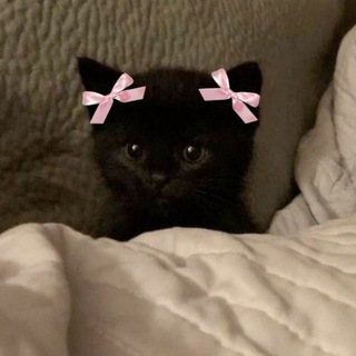 Telegram profile photo for 🖤Черн1герл^🐈⬛