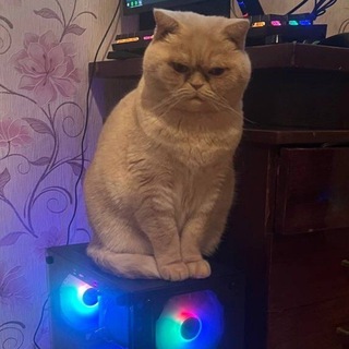 Telegram profile photo for Bio и переходник :з