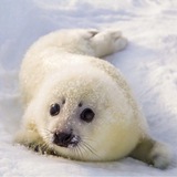 Telegram profile photo for Hiistoii(Хиистои) | 16+