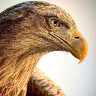 Telegram profile photo for Eagle Eye 🇮🇳