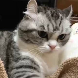 Telegram profile photo for Философия кошки комару