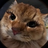 Telegram profile photo for просто лиза/вета