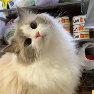 Telegram profile photo for жизᴀ