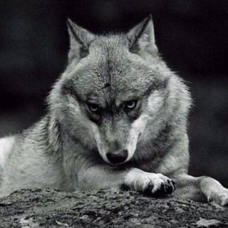 Telegram profile photo for Влог Оксида недоделаннаго