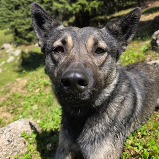 Telegram profile photo for Я и миша