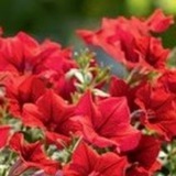 Telegram profile photo for ПетунияНск