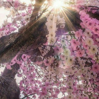 Telegram profile photo for 🌸زندگی جاریست🌸