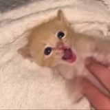 Telegram profile photo for мяу
