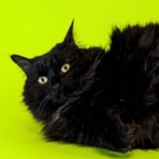 Telegram profile photo for Uniswap Cat $STELLA