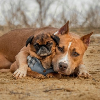 Telegram profile photo for Леди & Бедолаги