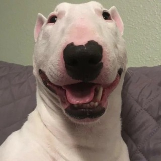 Telegram profile photo for TwiX