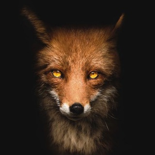 Telegram profile photo for Лисий взгляд