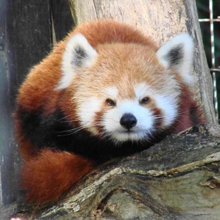 Telegram profile photo for Мемошная