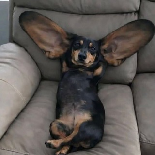 Telegram profile photo for чай и стул