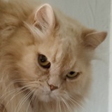 Telegram profile photo for Срака горить