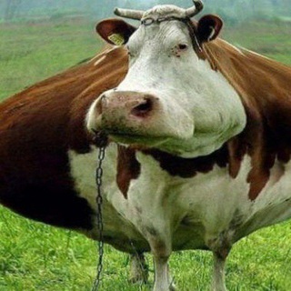 Telegram profile photo for ШаР