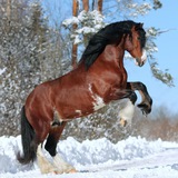 Telegram profile photo for Шоу-команда "EquiFam" | Equestrian family