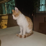 Telegram profile photo for الرد العام على ضلالات العوام