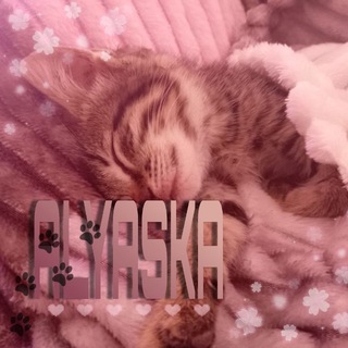 Telegram profile photo for алясккка