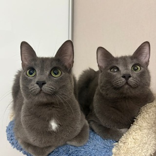 Telegram profile photo for Кусомовые