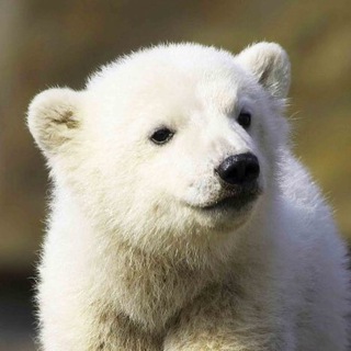 Telegram profile photo for Werzl
