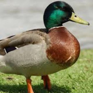 Telegram profile photo for Ducky bhai
