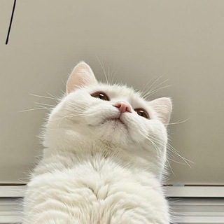 Telegram profile photo for Котокомбо😸