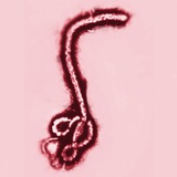 Telegram profile photo for Ebola-ViraleNews