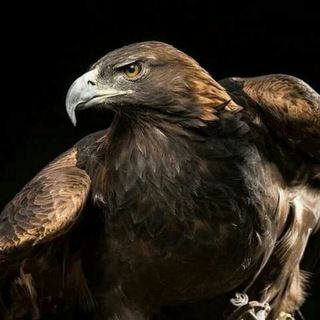 Telegram profile photo for مشاهير شعراء فنانين مبدعين مطربين اليمن السعودية مصر الامارات السودان الكويت الاردن الجزائر تونس