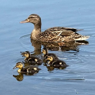 Telegram profile photo for Прямое включение из Городского парка и других рекреаций и зон отдыха
