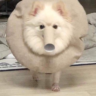 Telegram profile photo for Вы знали