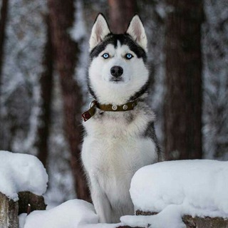 Telegram profile photo for خریدو فروش سگ ایران