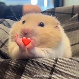 Telegram profile photo for Каракули хомяка